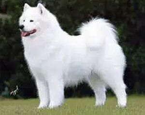 PEBBLES’ RUN THE GREAT GAZOO